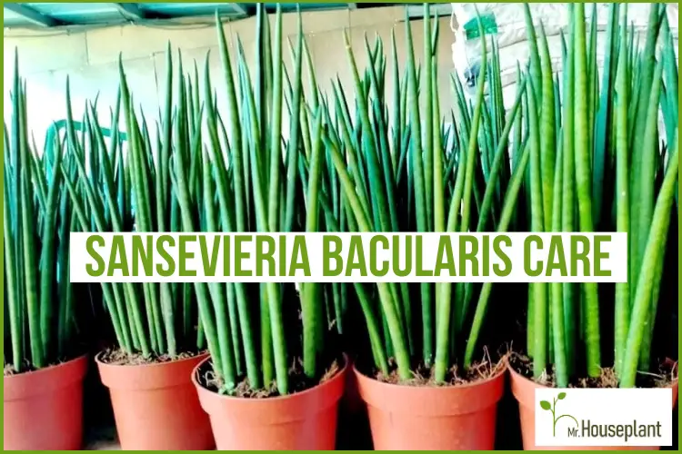 featured-sansevieria bacularis
