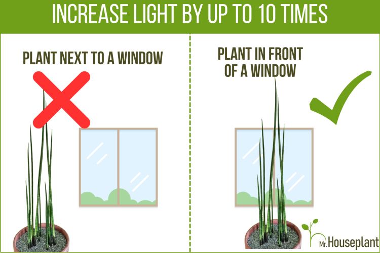 On the left part of the image is a plant left from the window, on the next the plant is in front of it
