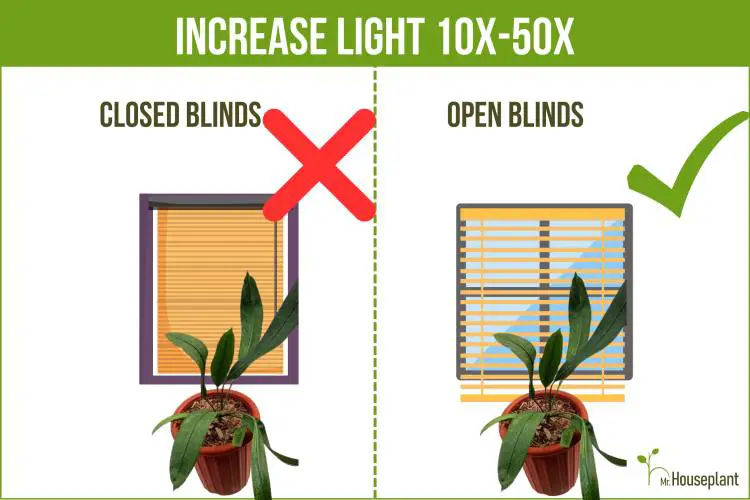 A plant in front of a window with closed blinds on the left and open blinds on the right