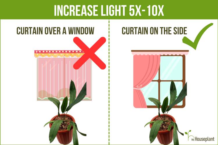 plant in front a window with closed curtain on the left and open curtain on the right side