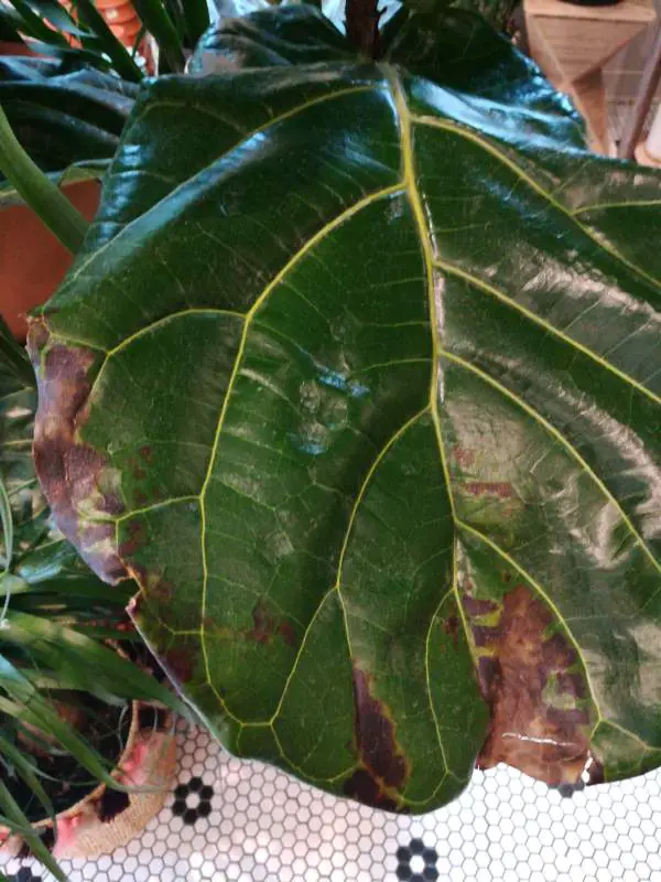 Affected Fiddle Leaf Fig leaf