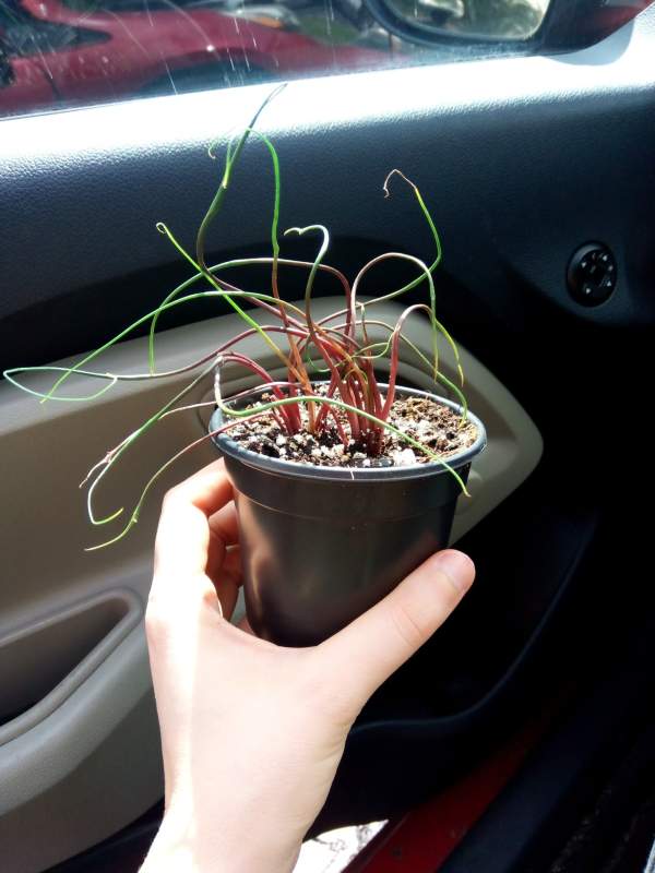 A hand is holding the plant in a car