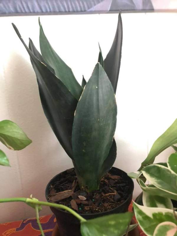 Black Dragon Sansevieria