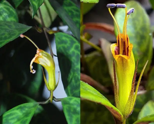 Tubular flowers of Black Pagoda resemble lipstick plants