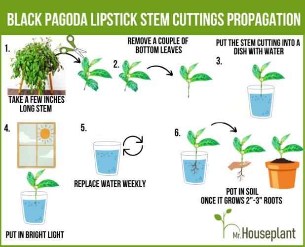 six propagation steps via stem cuttings