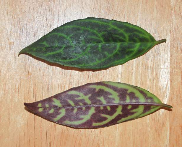 Frontside and backside of Black Pagoda leaf showing creamy variegation