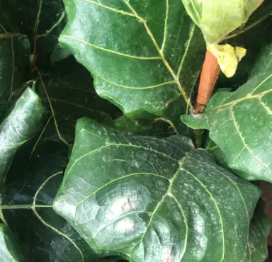 Hard Water Spots on Fiddle Leaf Fig