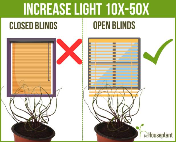 Closed blinds on the left and open blinds on the right with the plant in front of it