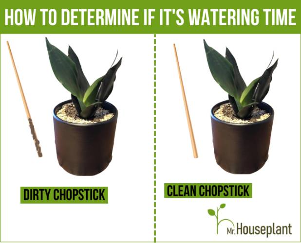Plant next do a dirty chopstick on the left and plant with a clean chopstick on the right
