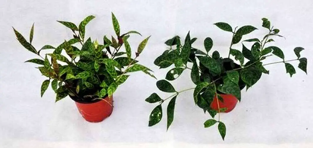 Plant grown under high light (on the left) vs. plant grown in lower light (on the right).