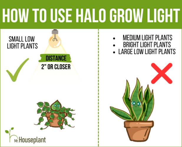 Photo shows small low light plant on the left that grow under the help of grow light