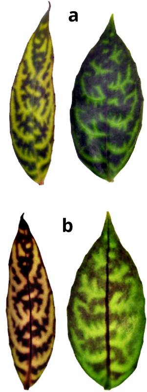 The upper and lower surfaces of single Black Pagoda leaves from plants grown under low and high light intensity.