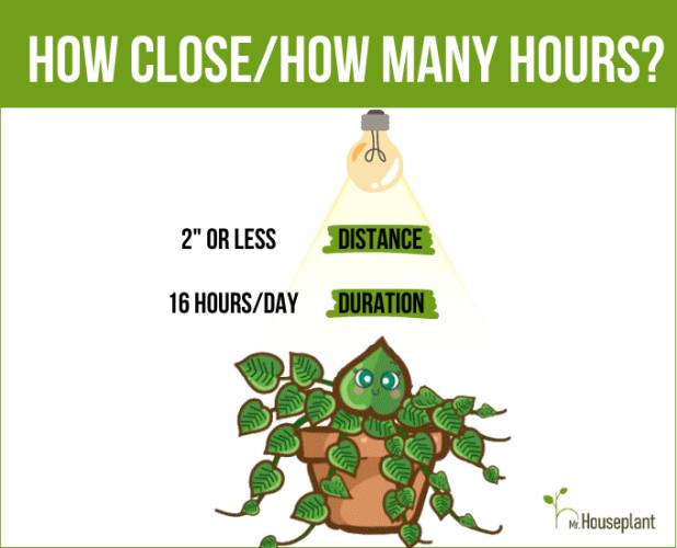 Duration under the led grow light for indoor plants should be 16 hours/day at distance of two inches or less