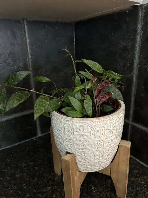 Black Pagoda Lipstick Plant in its white pot