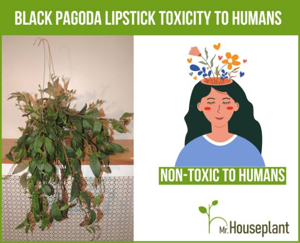 Black Pagoda Lipstick plant on the left and human illustration with the text "non-toxic" on the right