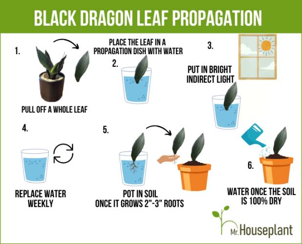 Propagate your plant in 6 simple steps