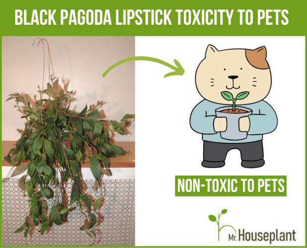 Black Pagoda Lipstick plant on the left and pet illustration with the text "non-toxic" on the right