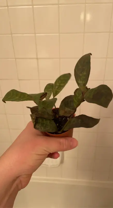 A hand is holding the plant with brown spots on its leaves