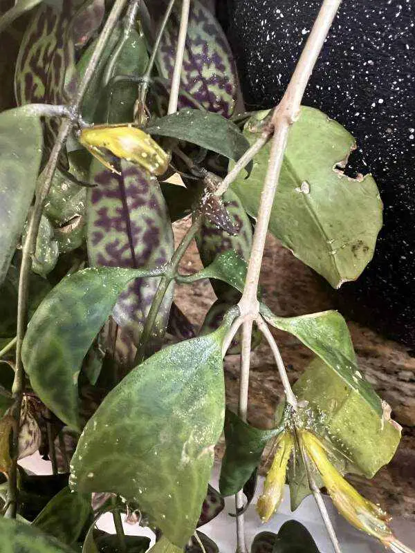 aphids on black pagoda