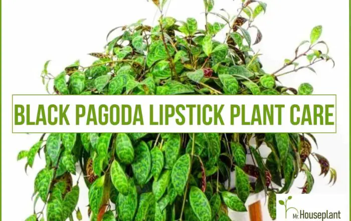 featured-black pagoda lipstick plant-1