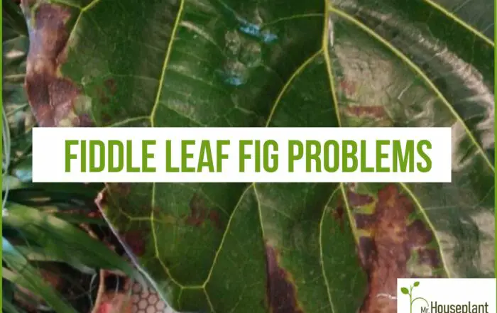 featured-fiddle leaf fig problems