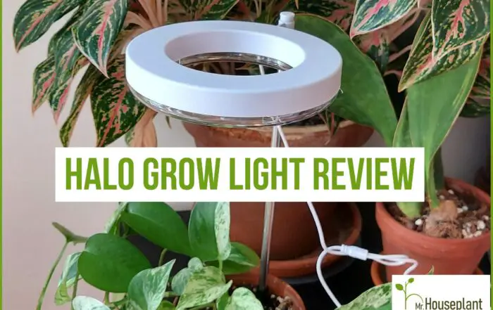 Halo grow light for indoor plants