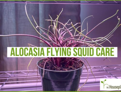 Alocasia Flying Squid Care (FULL Guide!)