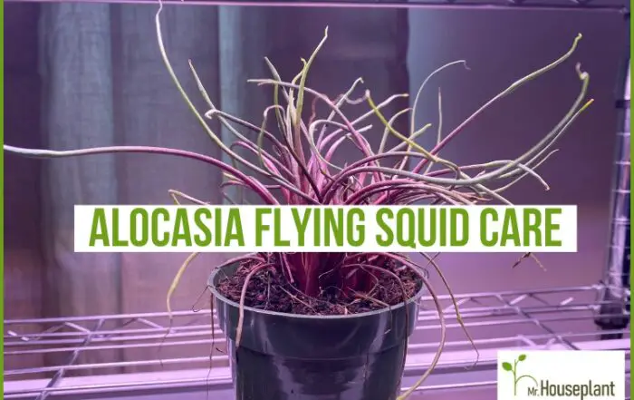featured photo-Alocasia Flying Squid