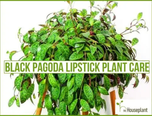 Black Pagoda Lipstick Plant Care (COMPLETE Guide!)