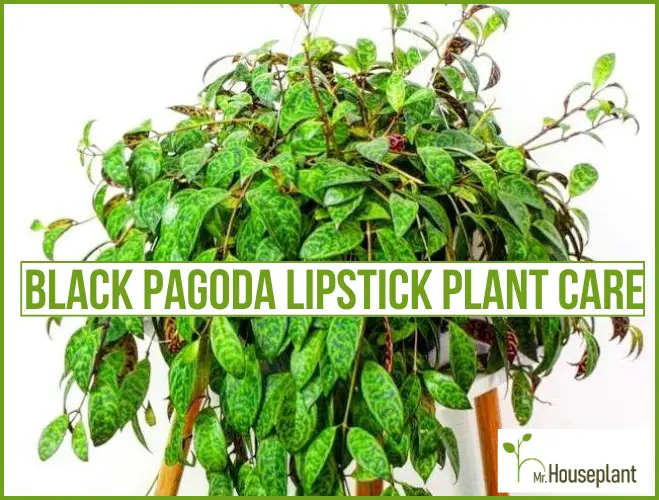 featured photo-Black Pagoda Lipstick Plant