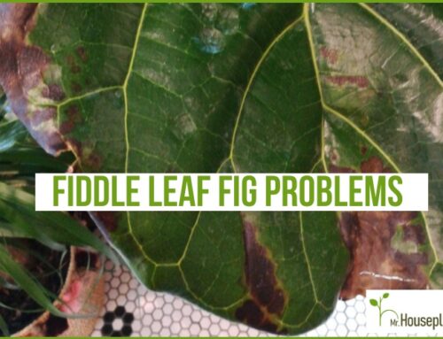 Fiddle Leaf Fig Problems (And HOW TO Treat Them)