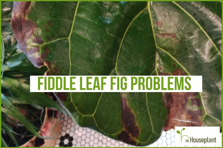 featured photo-fiddle leaf fig problems