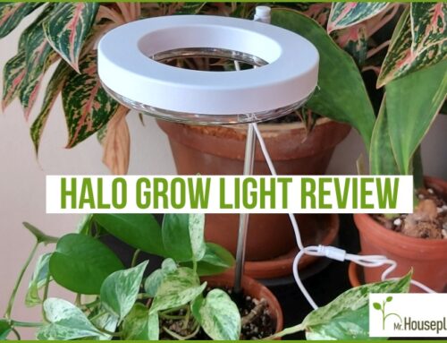 Halo Grow Light Review 2023 (Read BEFORE Buying)