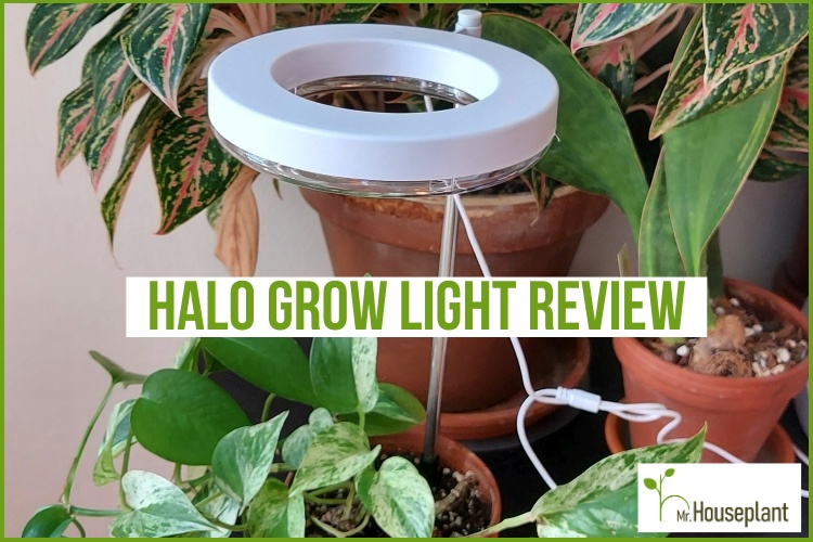 featured photo-halo grow light