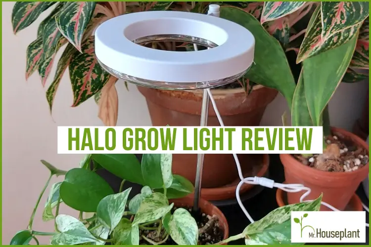 Halo Grow 2023 (Read Buying) -