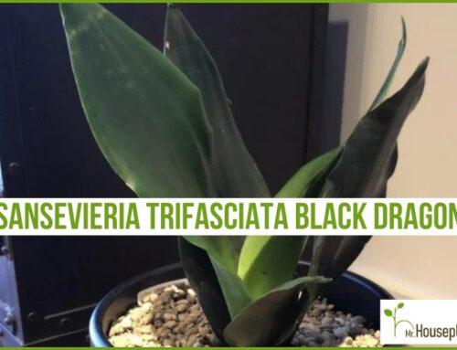 Sansevieria Trifasciata Black Dragon (FULL Guide!)