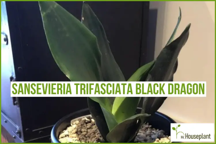 featured photo-sansevieria trifasciata black dragon