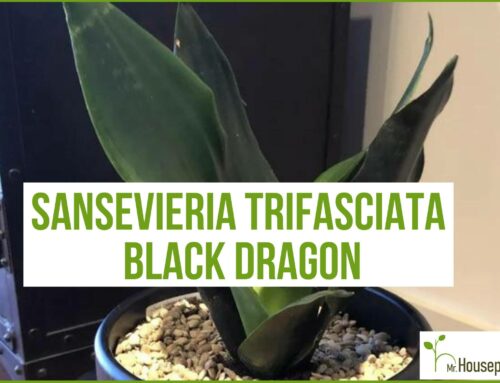 Sansevieria Trifasciata Black Dragon (FULL Guide!)