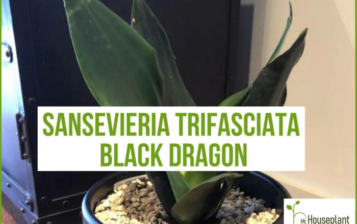 featured-sansevieria trifasciata black dragon