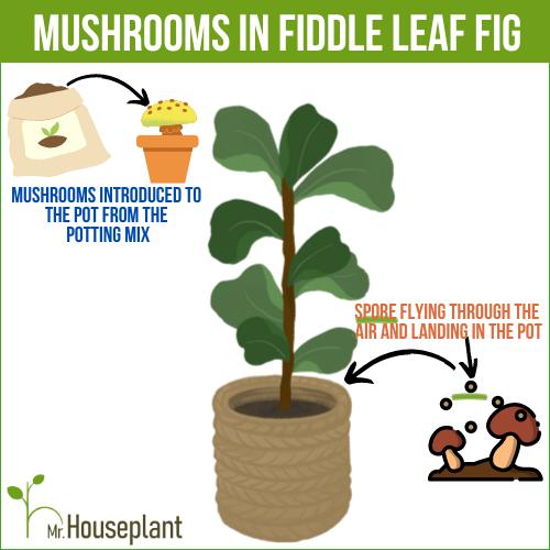 mushrooms in Fiddle Leaf Fig soil