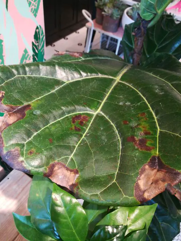 Spots caused by root rot