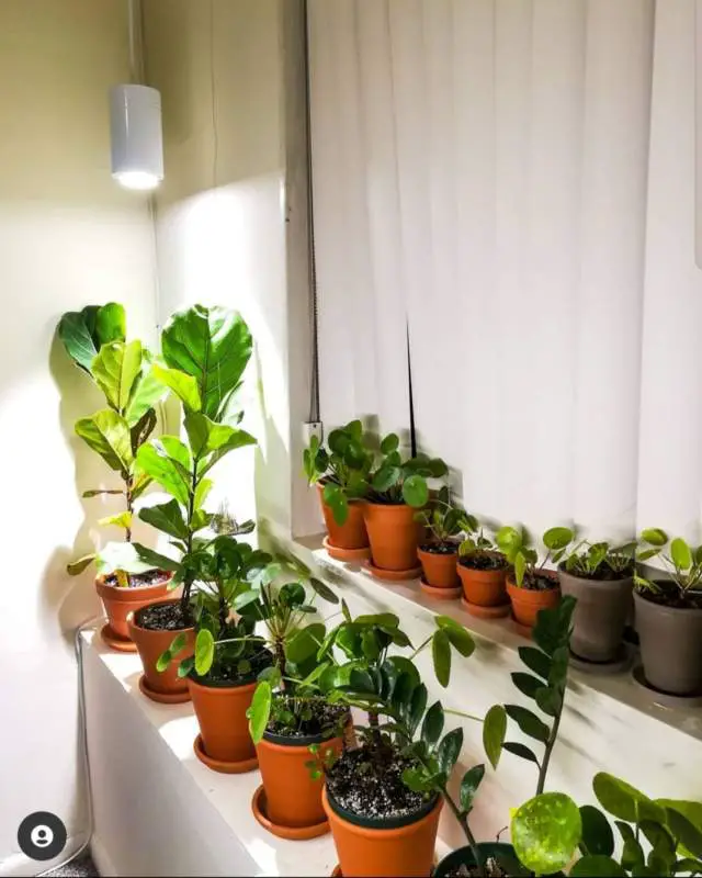 Grow light placed 1 foot above a Fiddle Leaf Fig tree