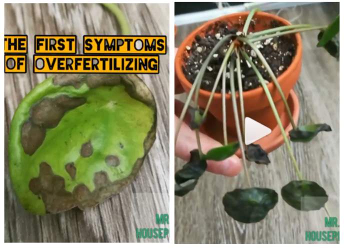 symptoms of overfertilized plant showed in two pictures