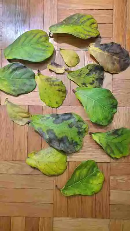 Yellow leaves with dark spots from an underwatered plant