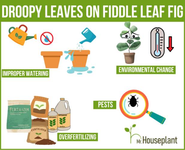 Reasons for droopy Leaves on fiddle leaf fig