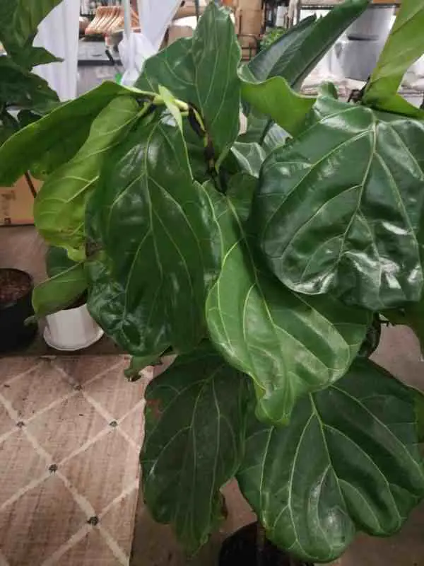 Ficus Lyrata droopy leaves caused by underwatering