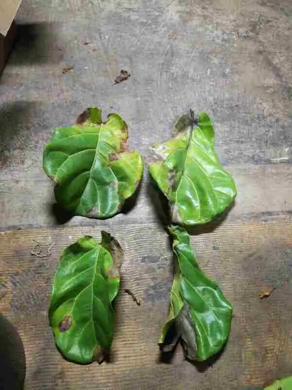 Leaf loss from underwatered Fiddle Leaf Fig