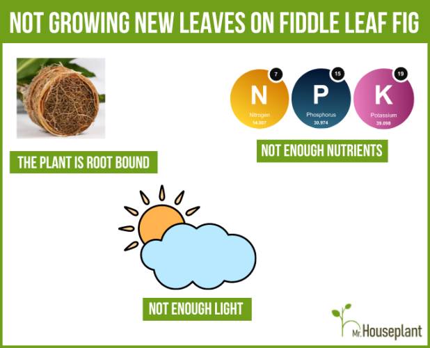 Reasons for Not Growing New Leaves