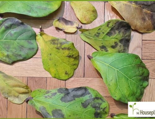 Fiddle Leaf Fig Brown Spots (Dangerous or Not?)