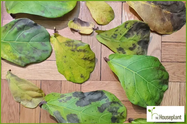 featured-fiddle leaf fig brown spots